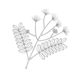 Augencreme